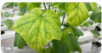 Hydroponic plant leaf showing magnesium deficiency with interveinal chlorosis on older growth