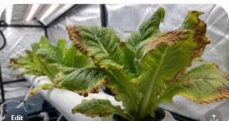 Hydroponic plant leaves showing nutrient burn with crispy brown scorched tips and edges