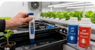 Testing pH of a hydroponic nutrient reservoir with pH up and down solutions nearby