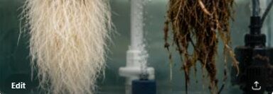 Comparison of healthy white roots and diseased brown root rot in a hydroponic reservoir
