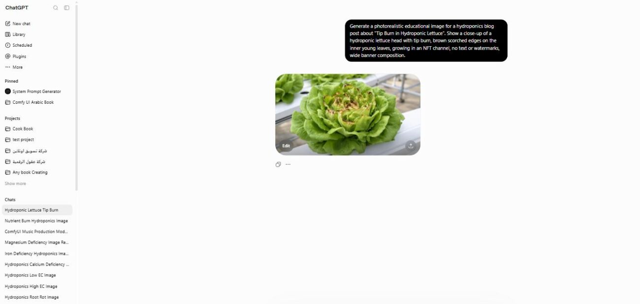Hydroponic lettuce head showing tip burn with brown scorched edges on inner leaves