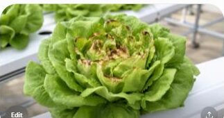 Hydroponic lettuce head showing tip burn with brown scorched edges on inner leaves