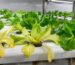 Hydroponic lettuce plants showing yellow leaves in an NFT channel system