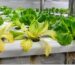 Hydroponic lettuce plants showing yellow leaves in an NFT channel system