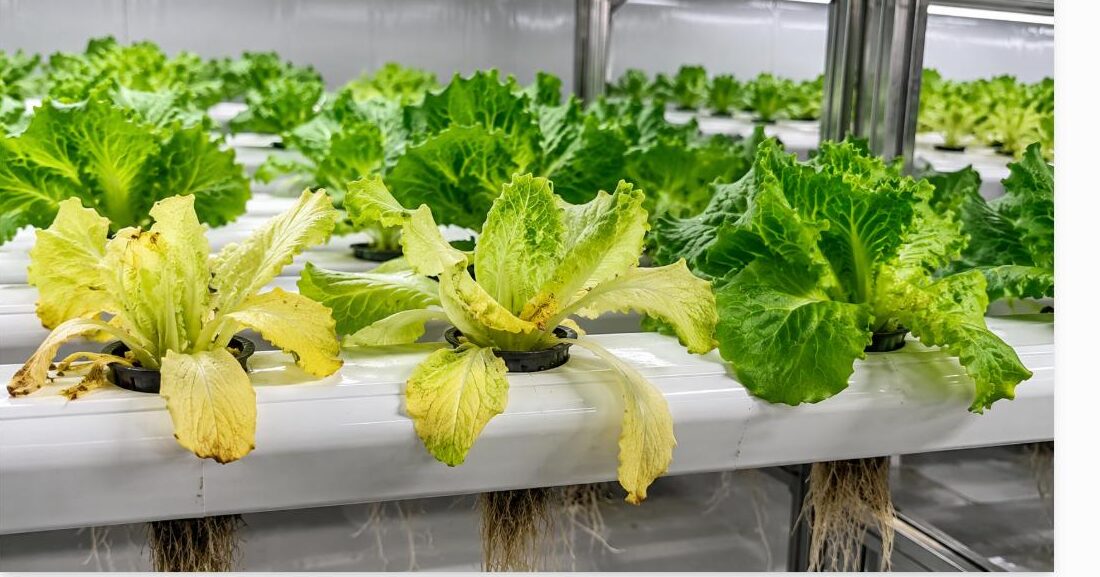 Hydroponic lettuce plants showing yellow leaves in an NFT channel system